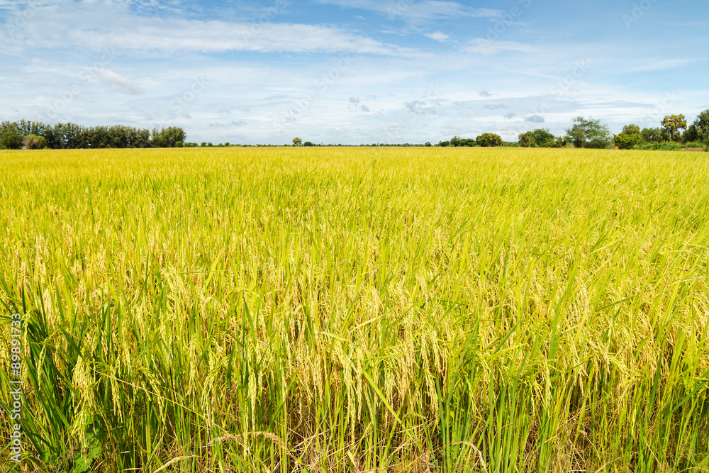 Rice fields with blue sky background