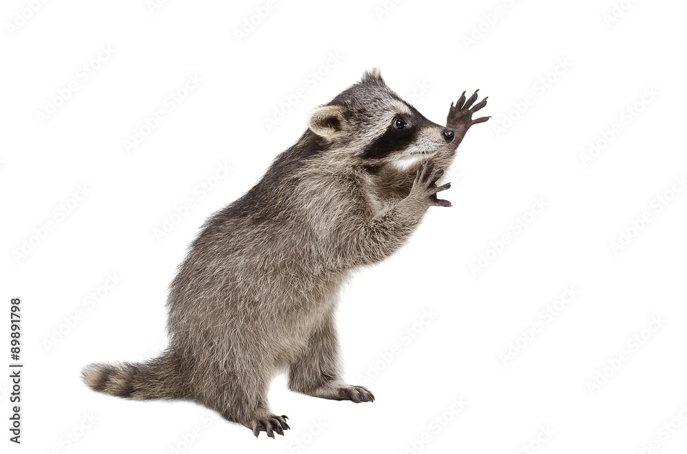 Funny raccoon standing on his hind legs Stock Photo | Adobe Stock