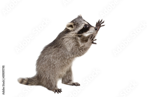 Funny raccoon standing on his hind legs