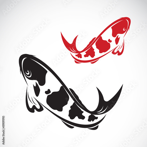 Vector image of an carp koi on white background