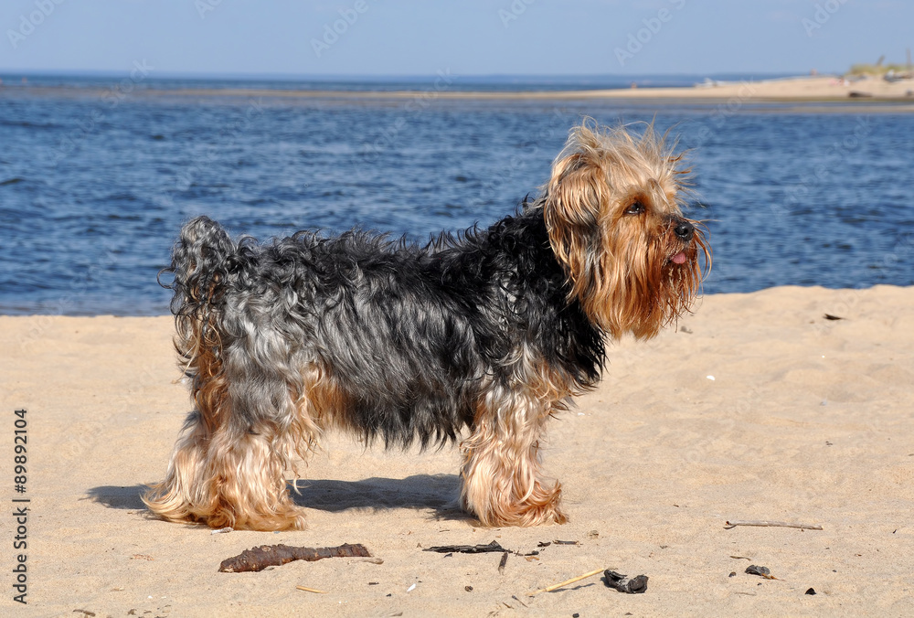 Yorkshire Terrier dog on the beach Yorkshire Terrier dog on the beach
