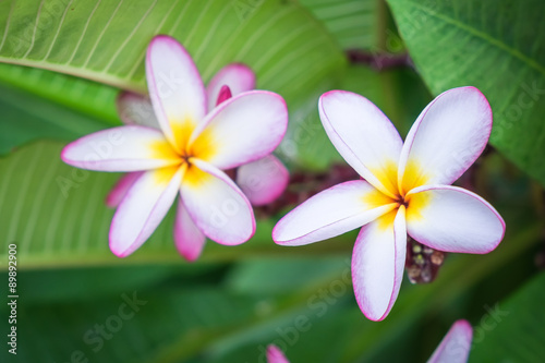 Beautiful pink flowers in the garden.