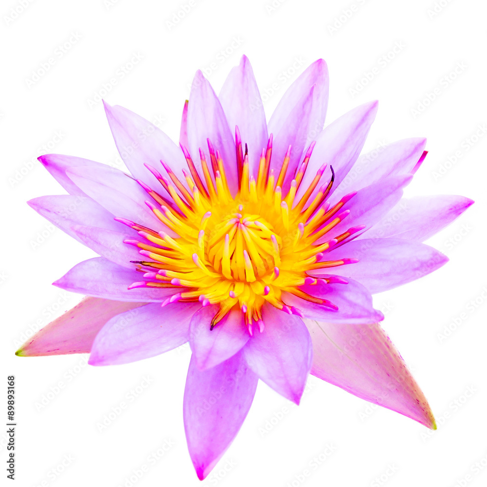 male hand holding pink lotus flower on white background