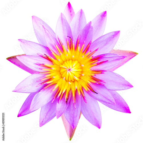 male hand holding pink lotus flower on white background