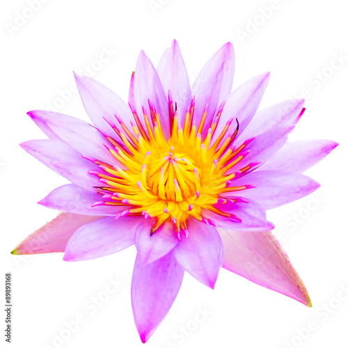 male hand holding pink lotus flower on white background