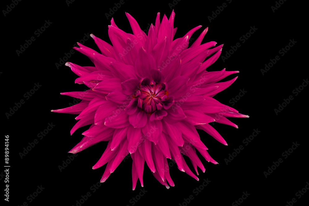 Dahlia flower, black background isolated. Macro. Pink, red.
Dahlia flower, black background isolated. Macro. Pink, red.