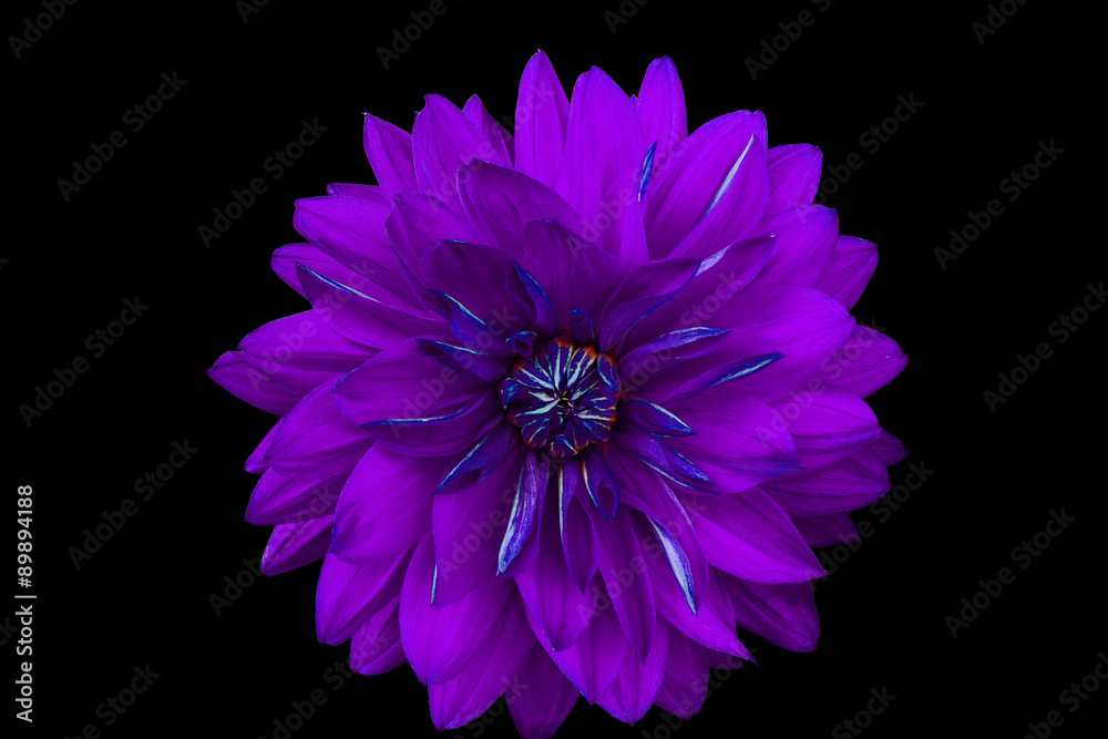 Dahlia flower, black background isolated. Macro.  Lilac,  blue.

