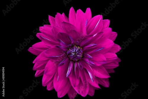 Dahlia flower, black background isolated. Macro.  Pink,  blue.

