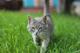 Striped gray cat with green eyes sneaks in a grass