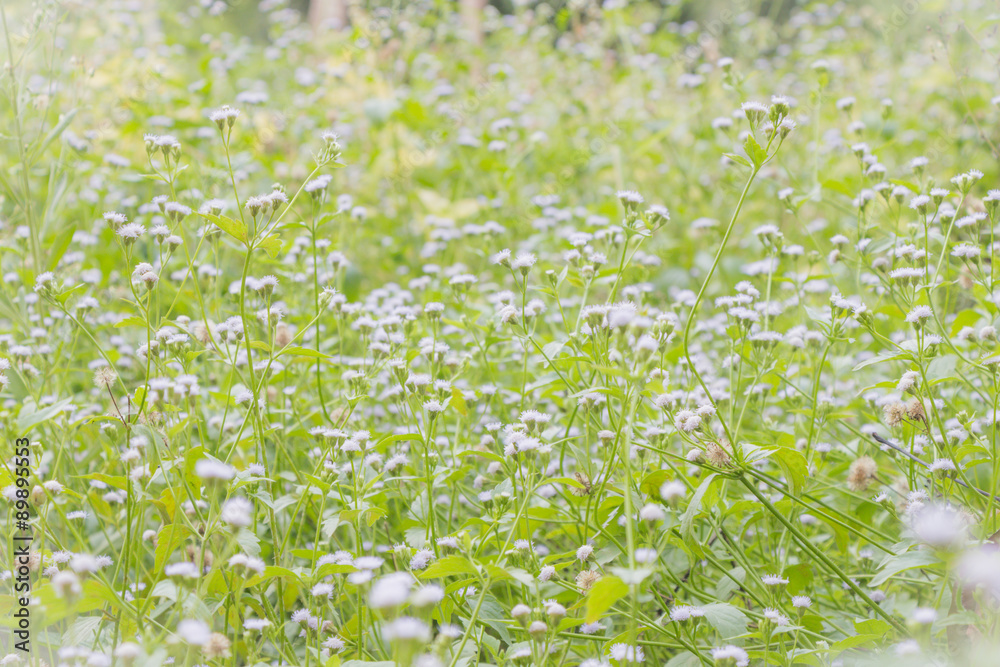 Abstract grass flowers on field Abstract grass flowers on field