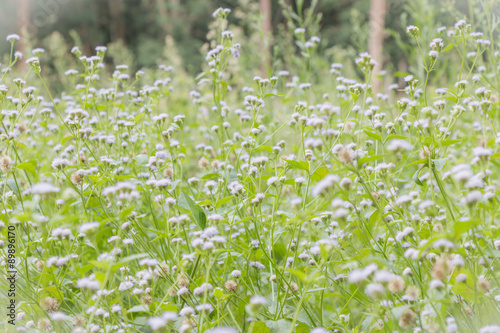 Abstract grass flowers on field