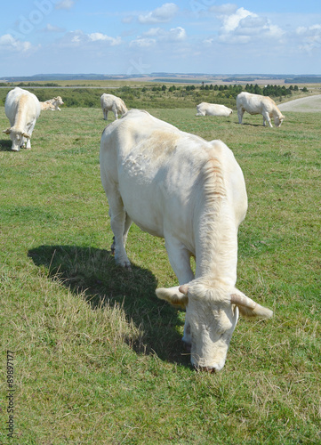 Vache charolaise paissant dans un pré à Camiers (Pas de calais ) photo