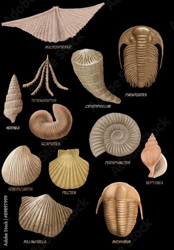 fossils photo