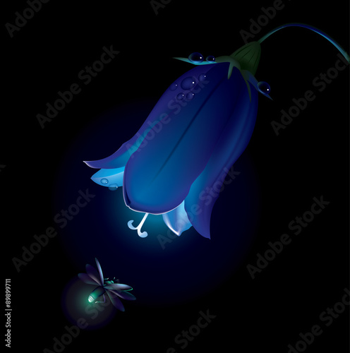 Campanula and firefly