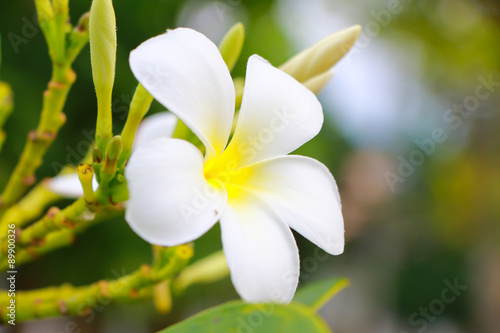 white Plumeria on nature background.