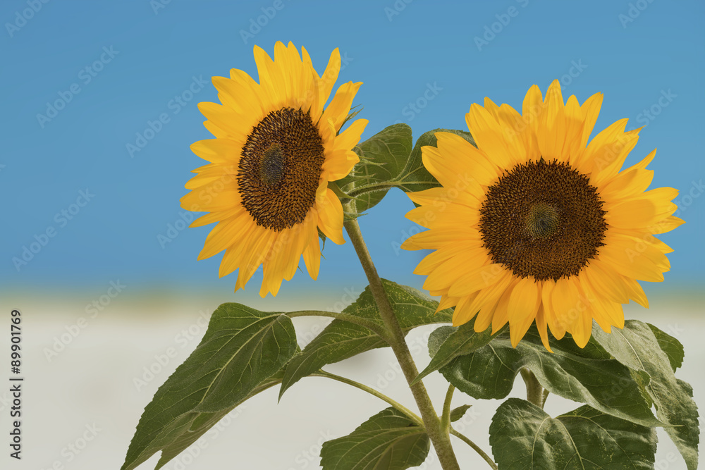 Sonnenblume, Helianthus annuus, gehört zur Familie der Korbblütler. Sonnenblume, Helianthus annuus, gehört zur Familie der Korbblütler.