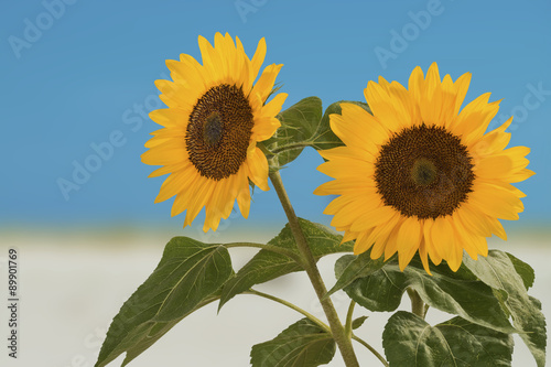 Sonnenblume  Helianthus annuus  geh  rt zur Familie der Korbbl  tler.