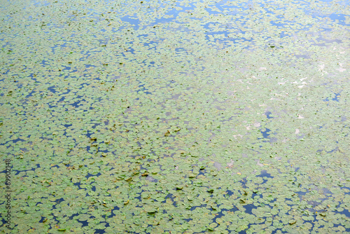  leaves are blooming water lilies and algae on the river