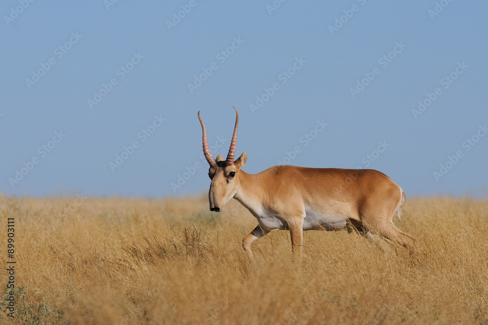 Obraz premium Critically endangered wild Saiga antelope (Saiga tartarica, male) in morning steppe. Federal nature reserve Mekletinskii, Kalmykia, Russia, August, 2015