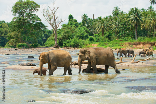 Photography Elephant family cross river in Pinnawala, Sri Lanka.