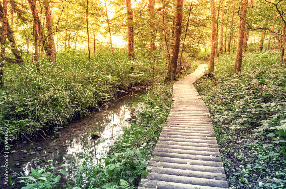 Fototapeta premium Wooden path in the forest along the river.