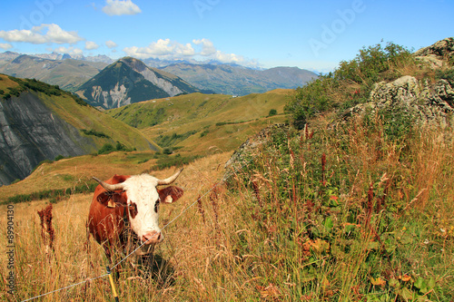 Fotografija vache 25082015