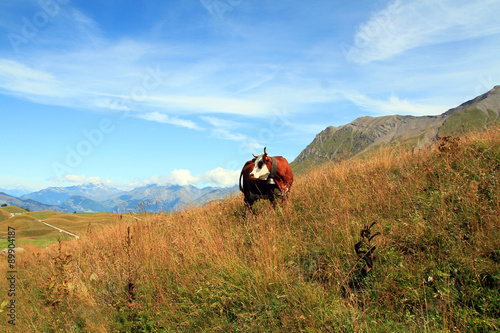 Fotografija vache 25082015