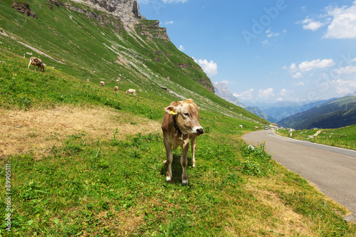 Mountain landscape photo