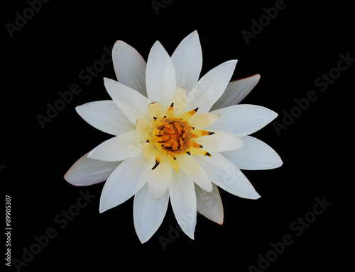 White lotus flower on black background, water lily, clipping pat