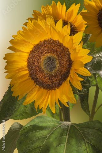 Fototapeta Naklejka Na Ścianę i Meble -  Sonnenblumen, Helianthus annuus, gehört zur Familie der Korbblütler.