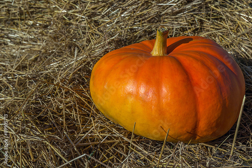pumpkin in the hay
