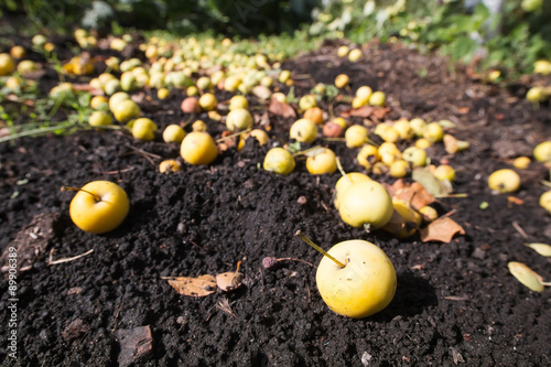 Fallen green apples