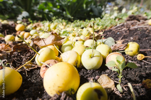 Fallen green apples
