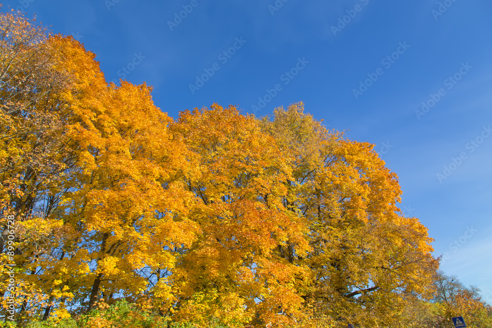 Golden Autumn tree Latvia