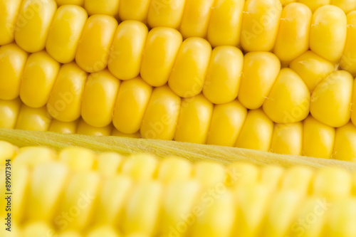 fresh ripe corn cobs, macro