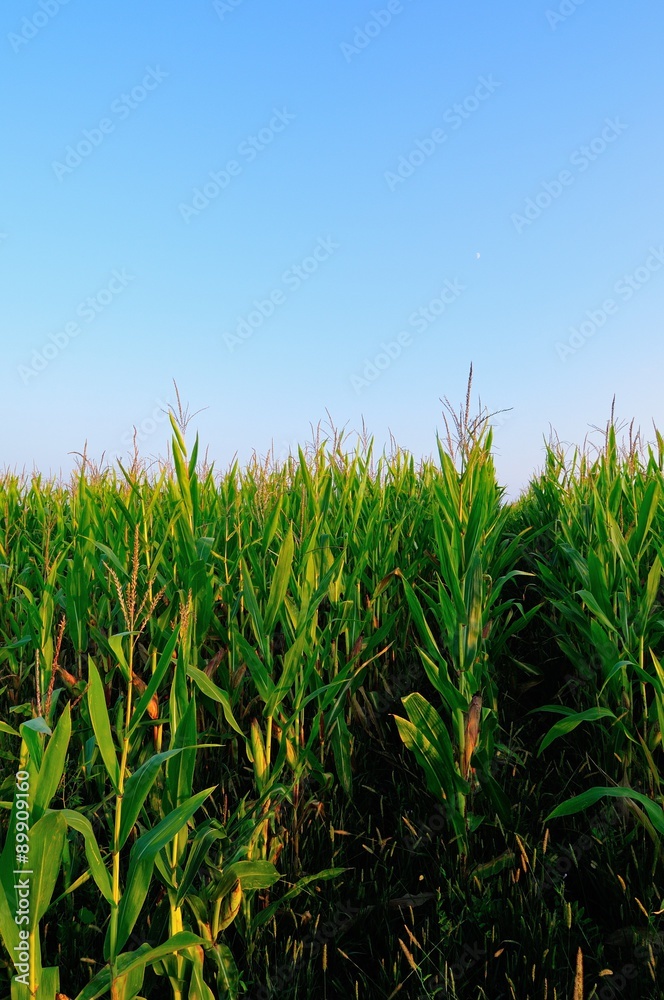 Fototapeta premium Corn field at summer twilight