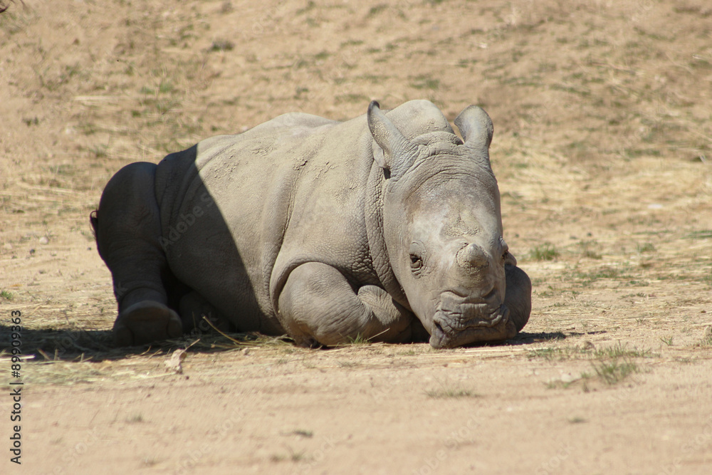 Fototapeta premium Cute White Rhino Baby