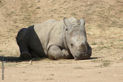 Cute White Rhino Baby