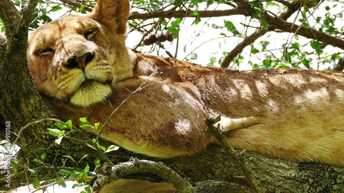 Wild Lion sitting on tree safari Masai Mara static camera. Kenya. Africa. Travel tourism adventure in wild savanna nature.