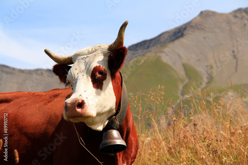 Slika na platnu vache 25082015