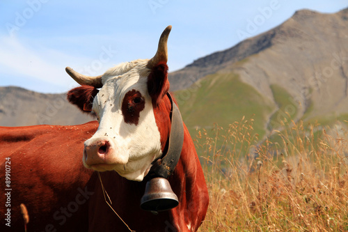 Slika na platnu vache 25082015