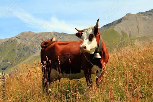 Slika na platnu vache 25082015