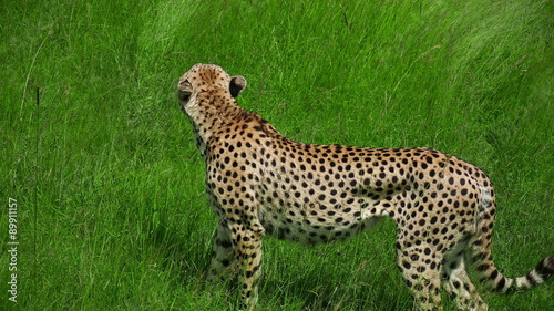 Wild Cheetah walking in grass safari Masai Mara. Kenya. Africa. Travel tourism adventure in wild savanna nature.