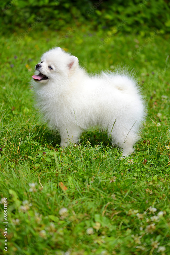 Small white puppy sitting on grass outside