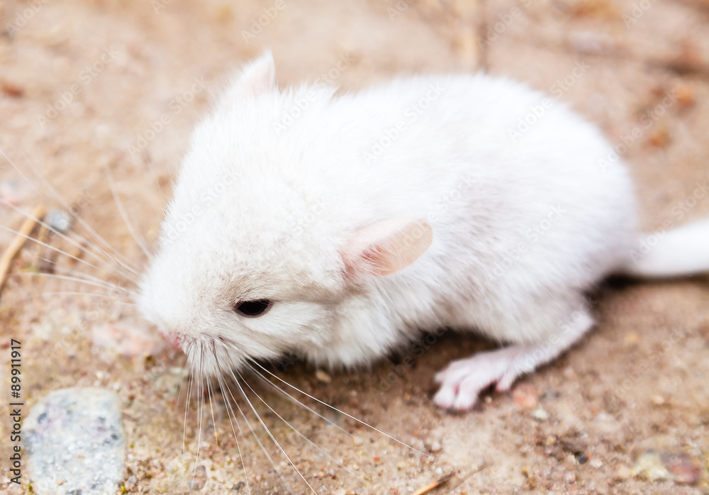 A little white baby chinchilla A little white baby chinchilla