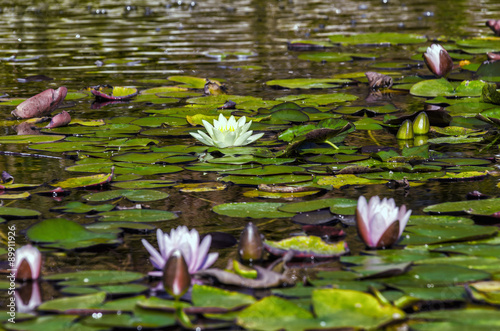 Blooming white lily in the swamp.
