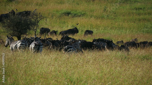 Herds of Wildebeests and Zebras in savanna safari static camera view. Africa. Tanzania. Serengeti Ngorongoro. Travel tourism adventure in wild animal nature. Rhinoceros.