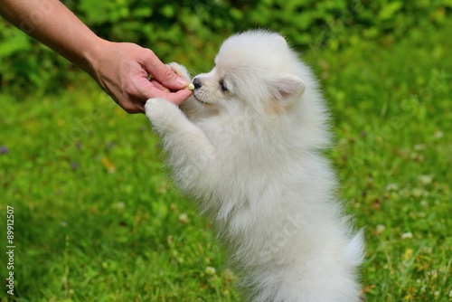 Fototapeta Naklejka Na Ścianę i Meble -  Rewarding puppy for good behavior. Dog Training