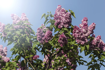 Papier peint photo Lilas Buisson de lilas terry mauves  © dashabelozerova