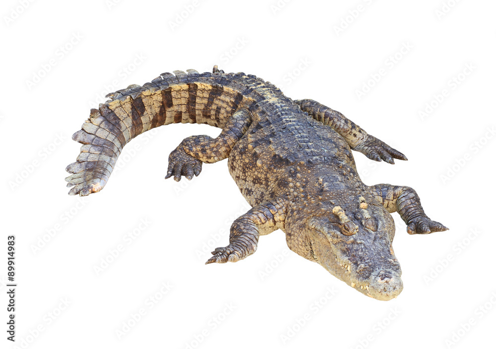 Naklejka premium Krokodyl na białym tle